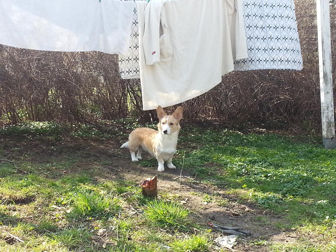 Welsh corgi cardigan Foxie (Arddun Copine Carrot) - I haven billede 16