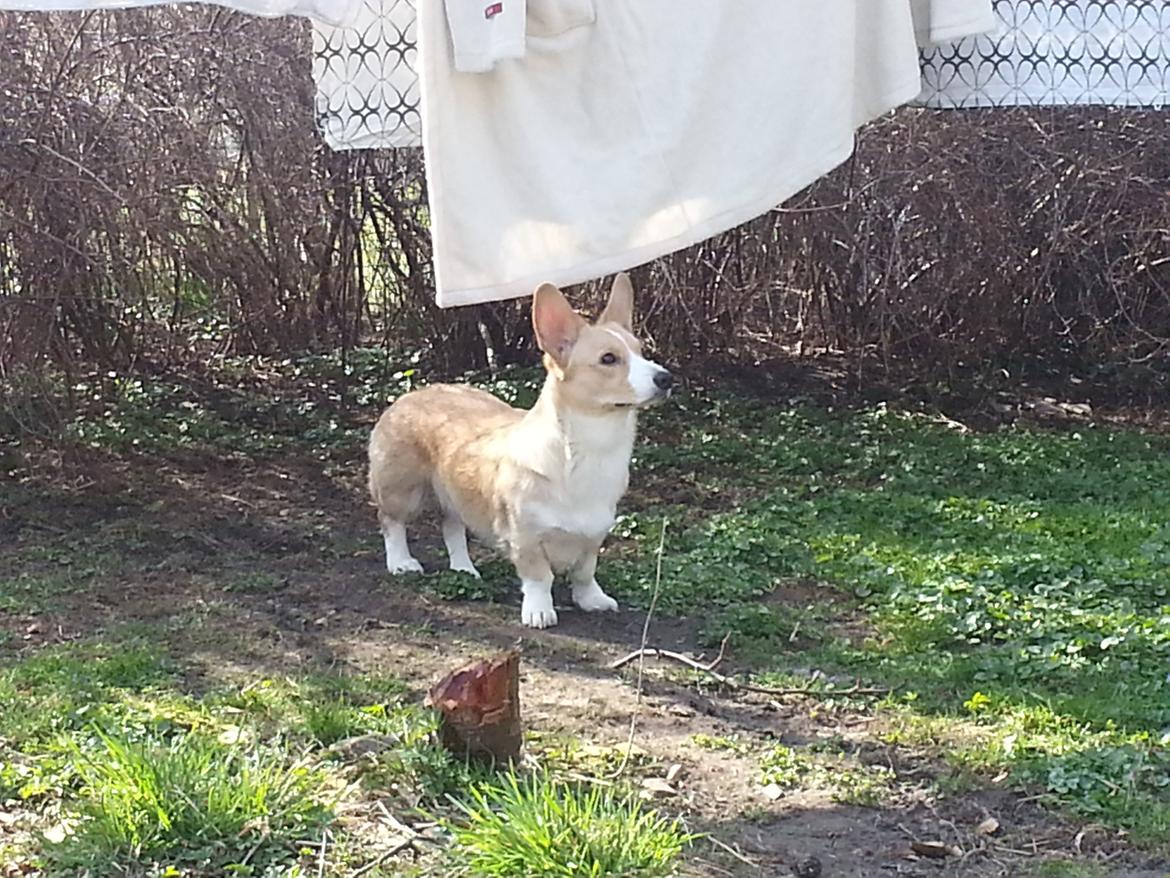 Welsh corgi cardigan Foxie (Arddun Copine Carrot) billede 17