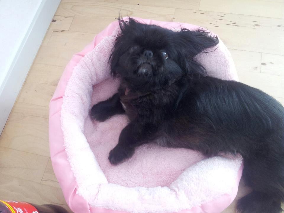 Pekingeser Beauti billede 3