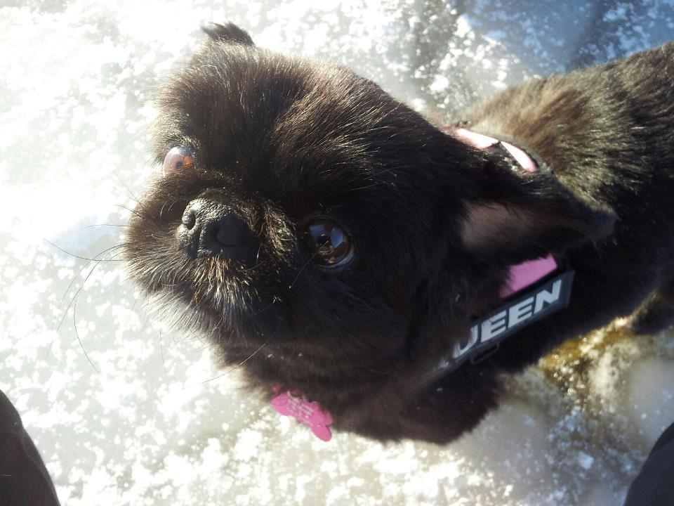 Pekingeser Beauti billede 4