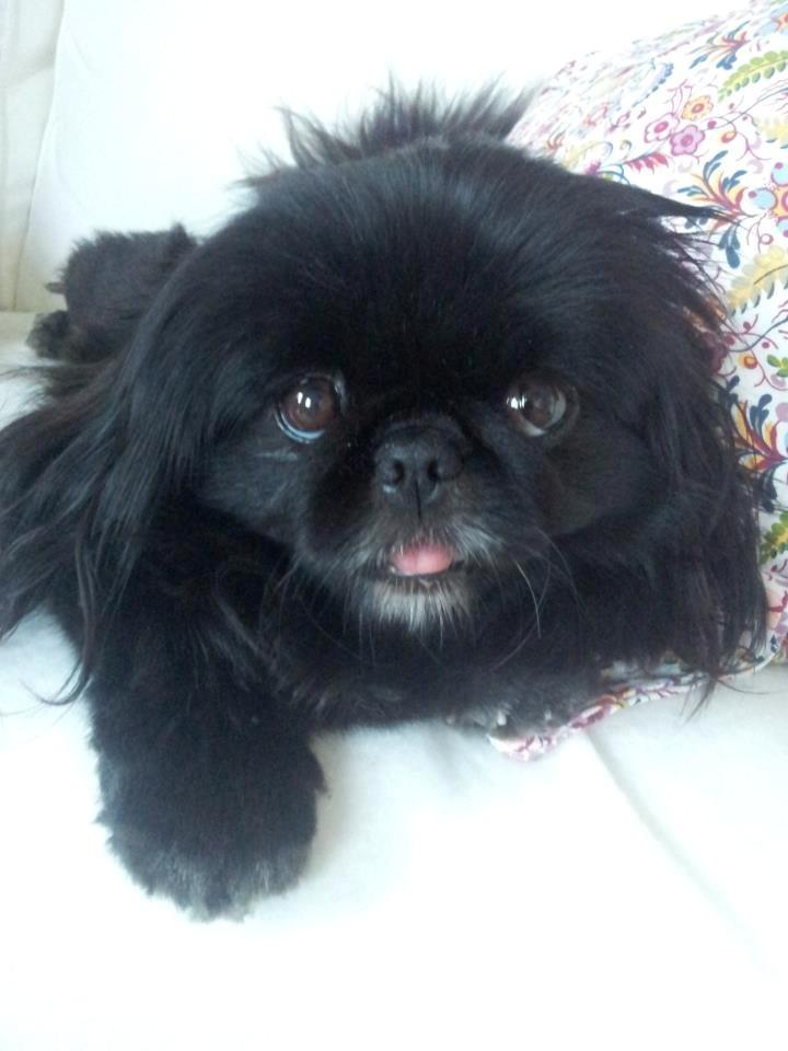 Pekingeser Beauti billede 5