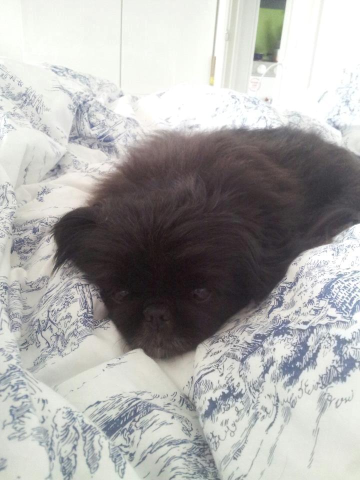 Pekingeser Beauti billede 1