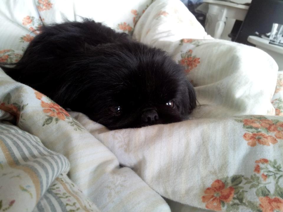 Pekingeser Beauti billede 6