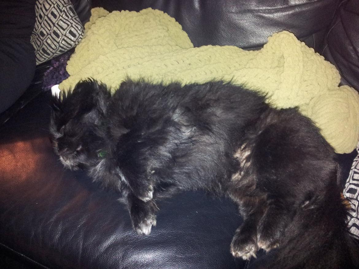 Pekingeser Beauti - Et par dage efter vi havde hentet hende.  billede 7