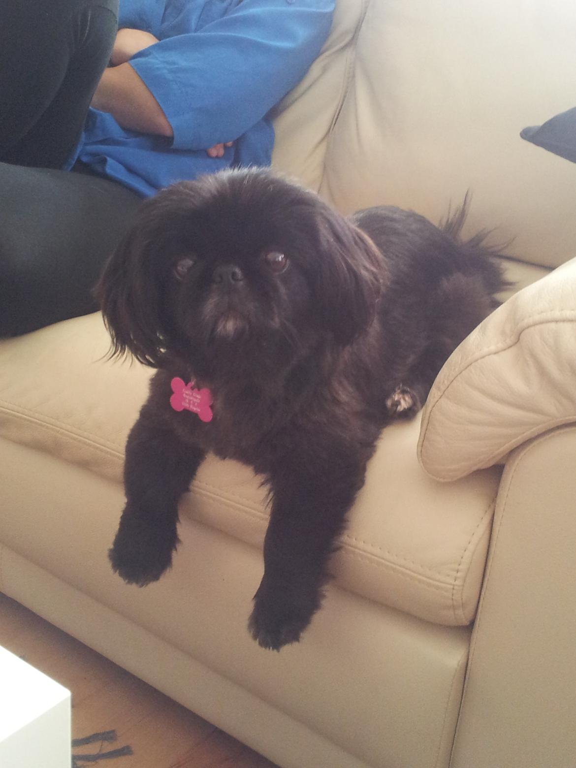 Pekingeser Beauti billede 8