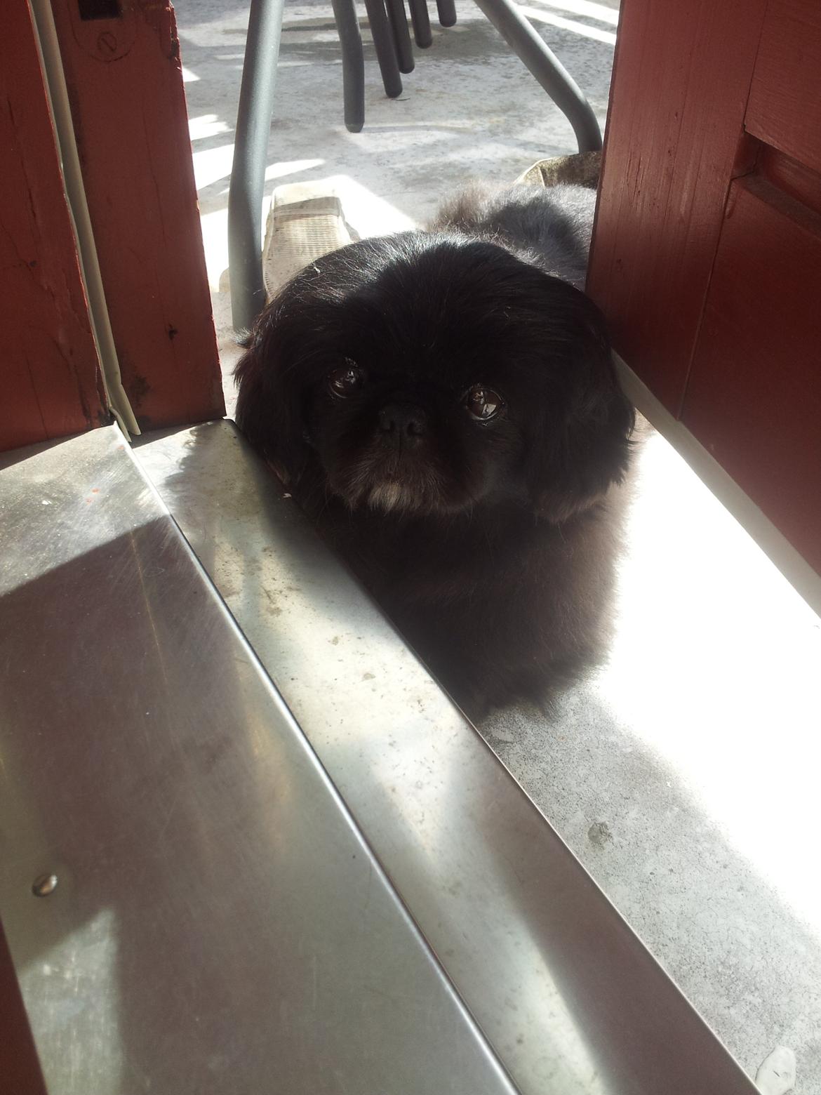 Pekingeser Beauti billede 10