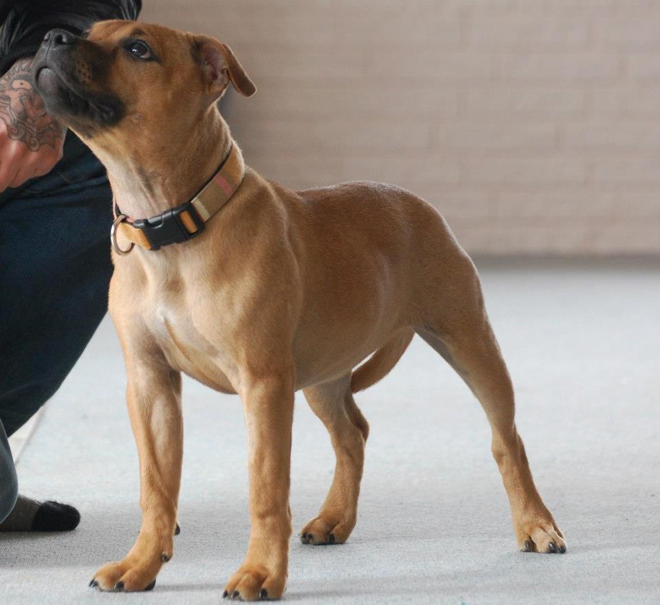 Staffordshire bull terrier nelly billede 7