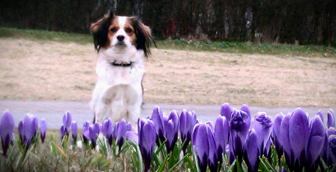 Blanding af racer Silja [Japansk cavalier] billede 12