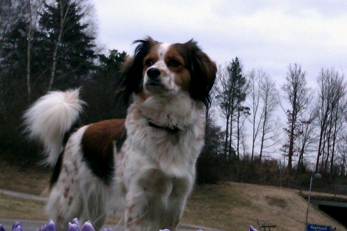 Blanding af racer Silja [Japansk cavalier] billede 13