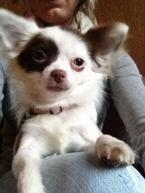 Chihuahua Chloé billede 1