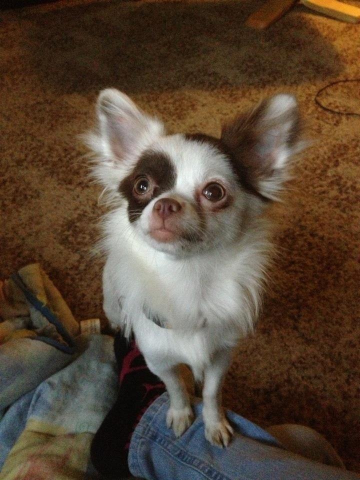 Chihuahua Chloé billede 2