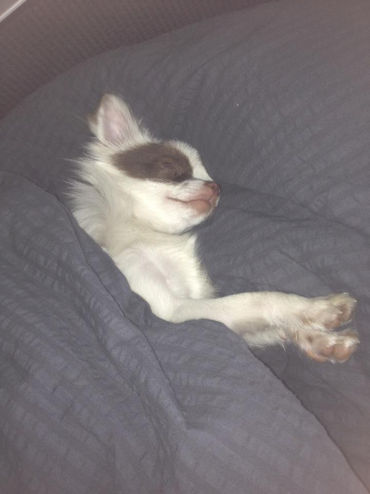 Chihuahua Chloé billede 3