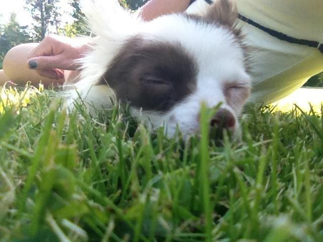 Chihuahua Chloé billede 4