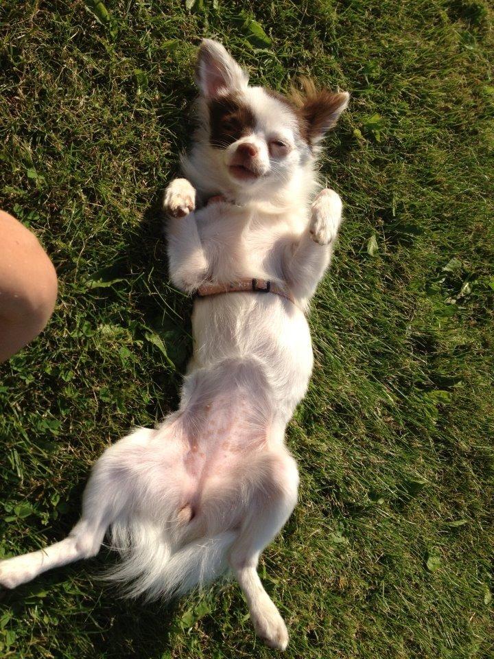 Chihuahua Chloé billede 5