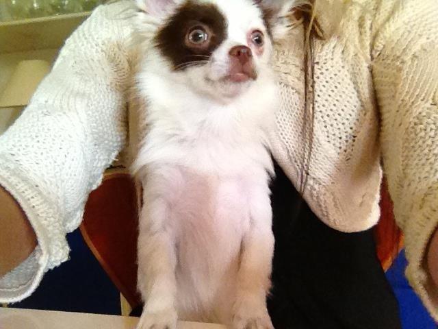 Chihuahua Chloé billede 6