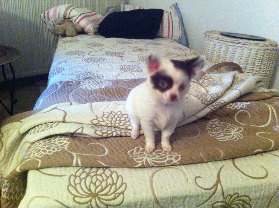 Chihuahua Chloé billede 7