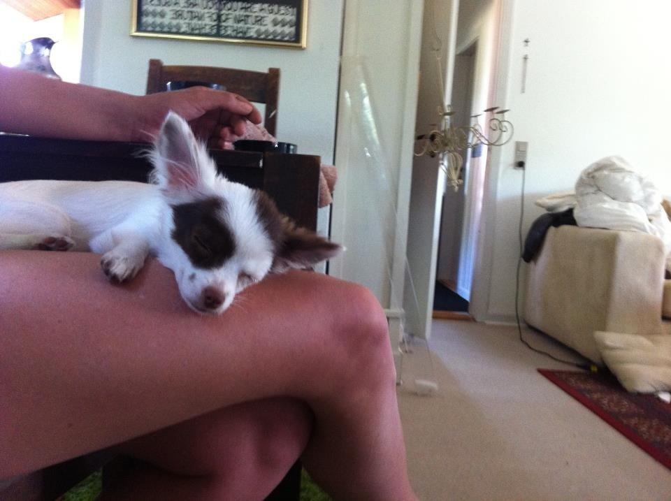 Chihuahua Chloé billede 8