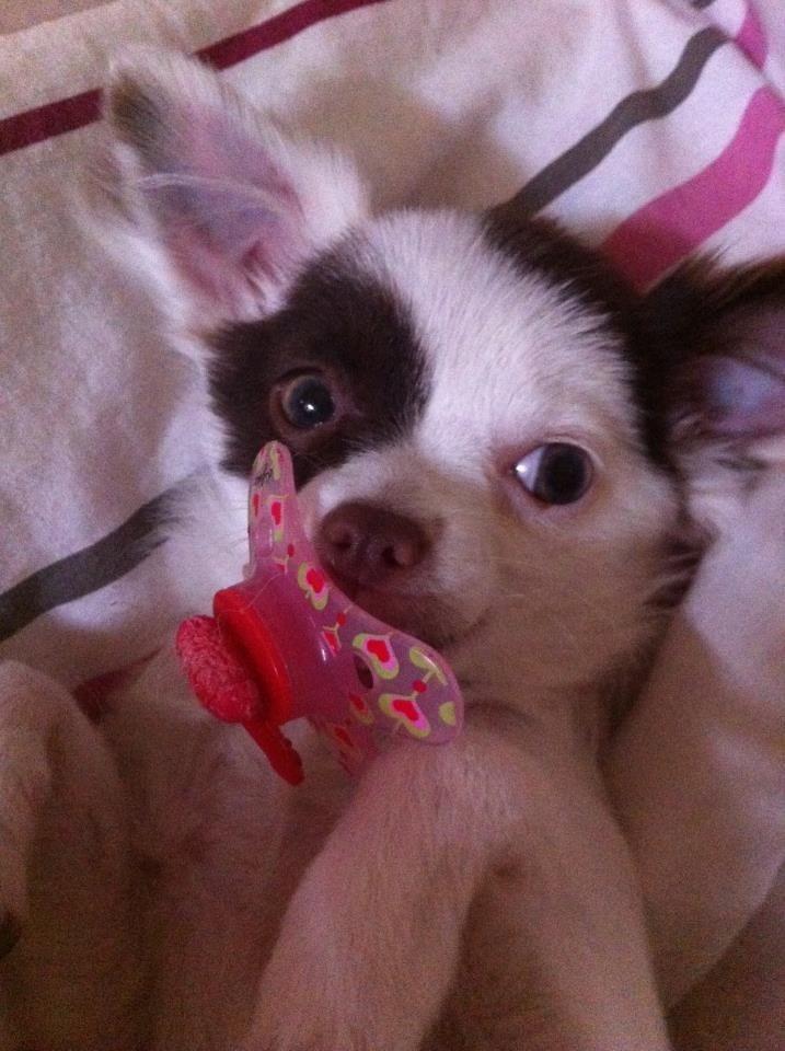 Chihuahua Chloé billede 9