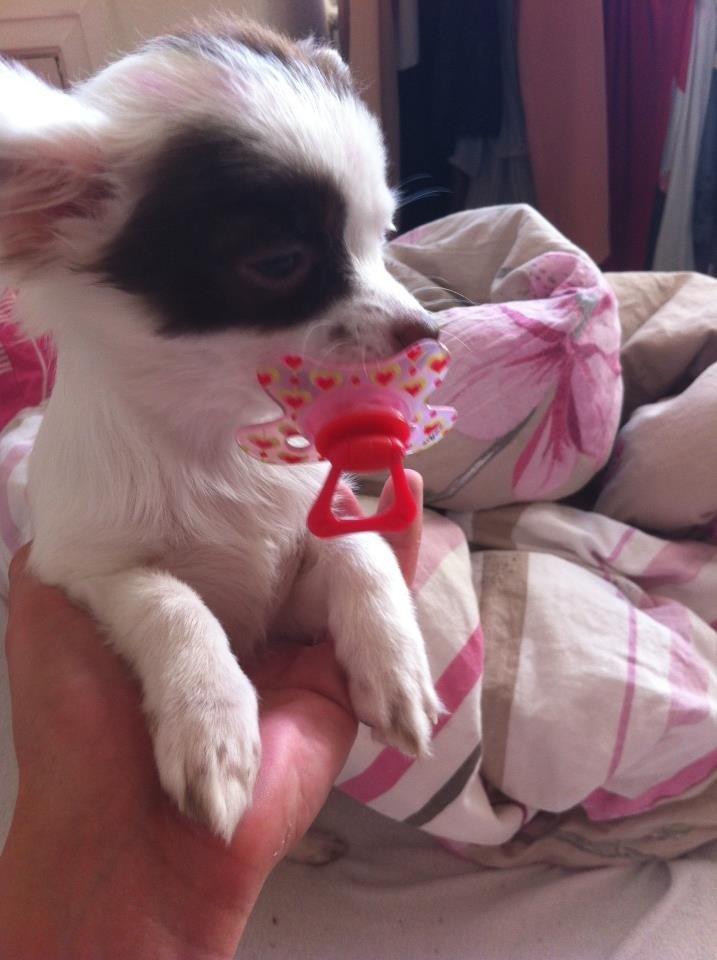 Chihuahua Chloé billede 10