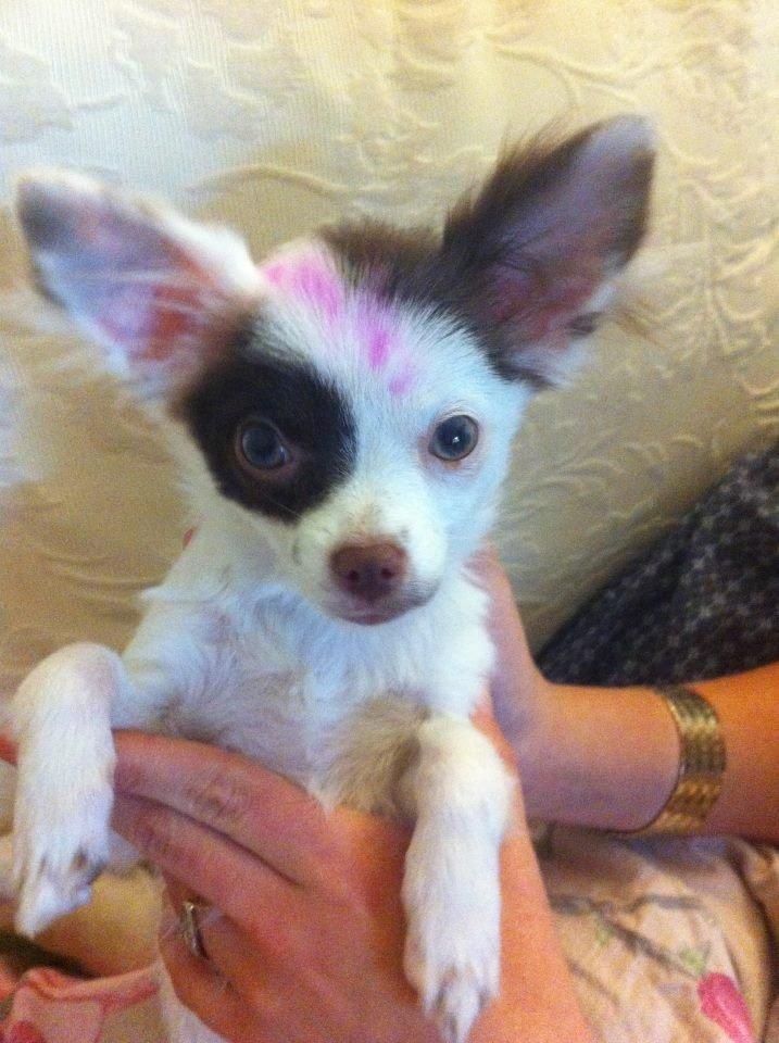 Chihuahua Chloé billede 11