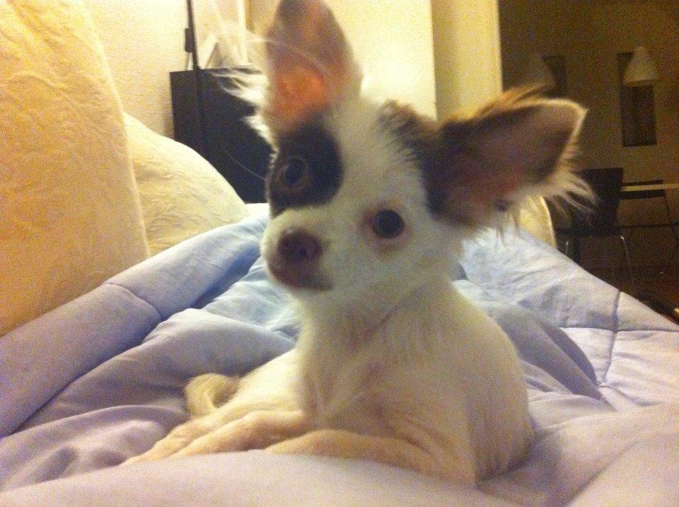 Chihuahua Chloé billede 12