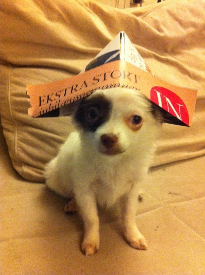 Chihuahua Chloé billede 13