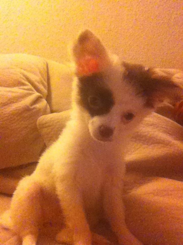 Chihuahua Chloé billede 14