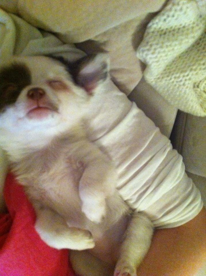 Chihuahua Chloé billede 15