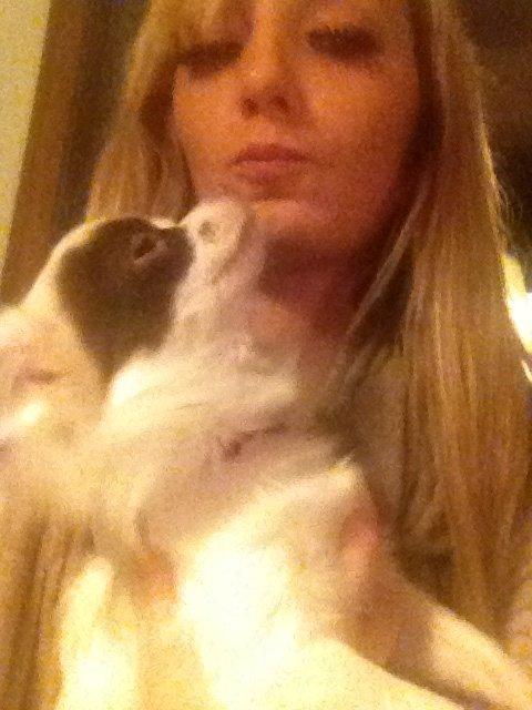 Chihuahua Chloé billede 16