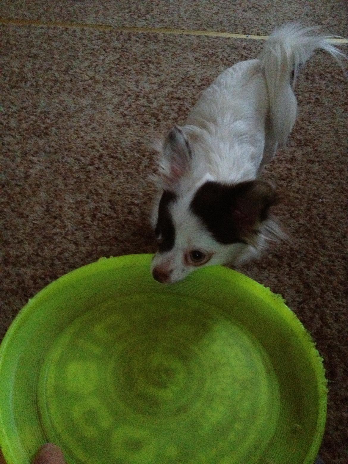 Chihuahua Chloé billede 17