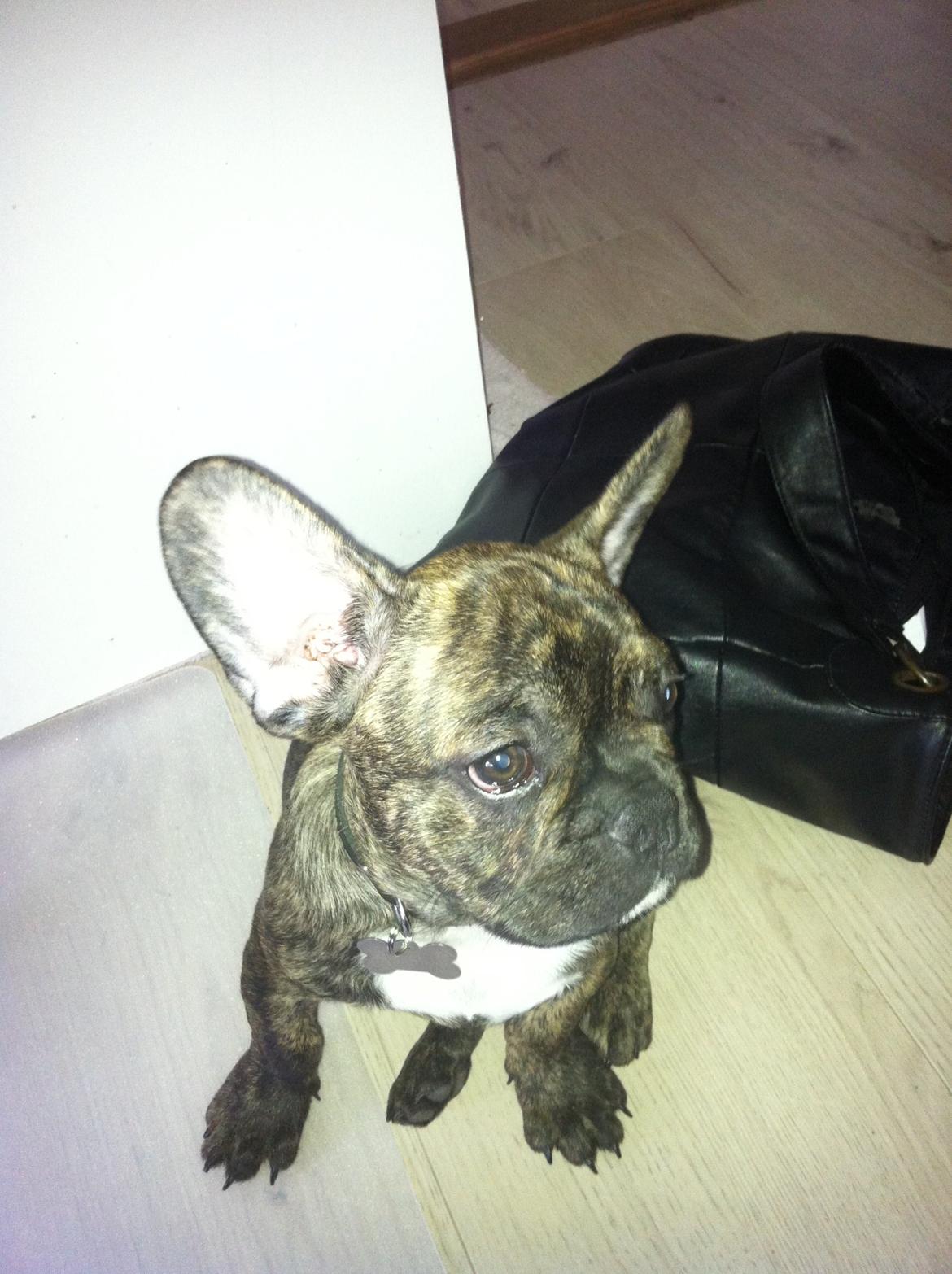 Fransk bulldog Felix - Himmelhund. billede 7