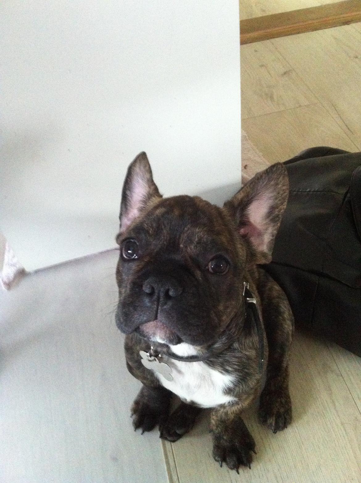 Fransk bulldog Felix - Himmelhund. billede 6