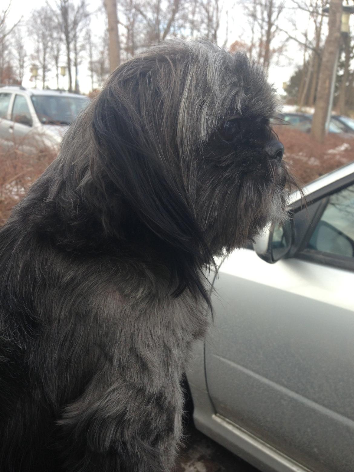 Shih tzu Valde billede 11