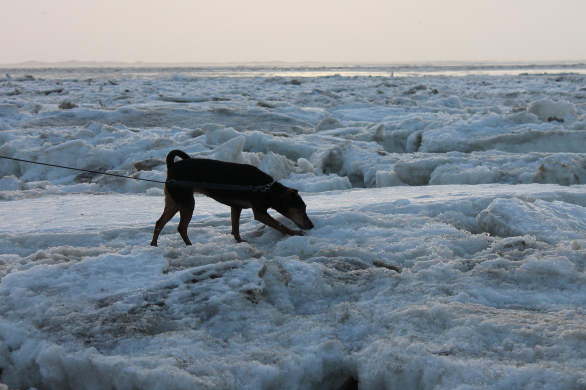 Blanding af racer Speedy billede 13