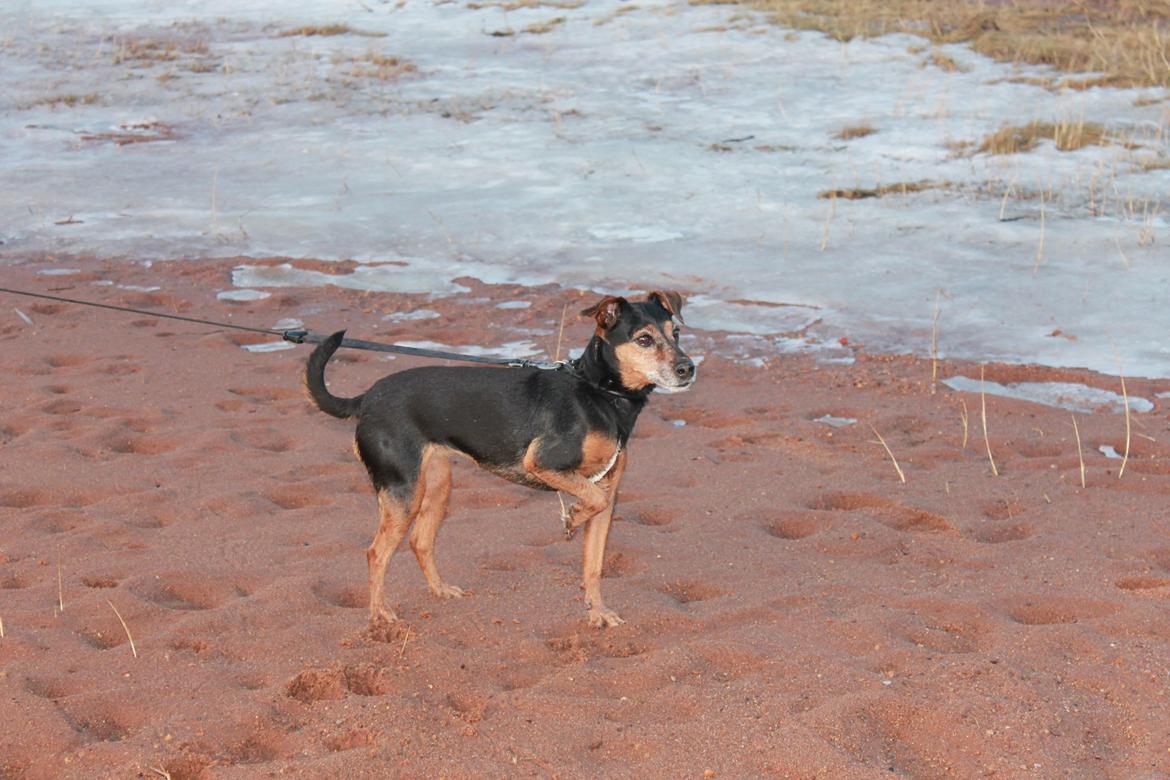 Blanding af racer Speedy billede 14