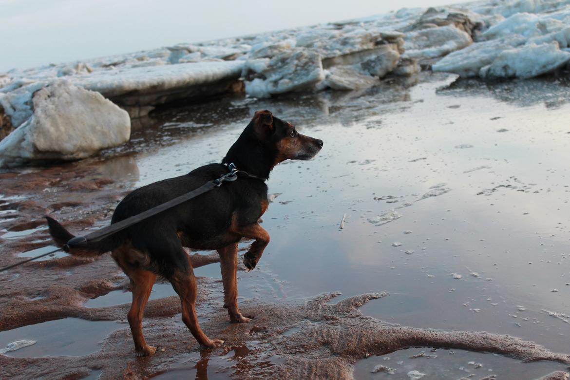 Blanding af racer Speedy - Speedy står lige og kigger på havet der er frosset helt til :) billede 15