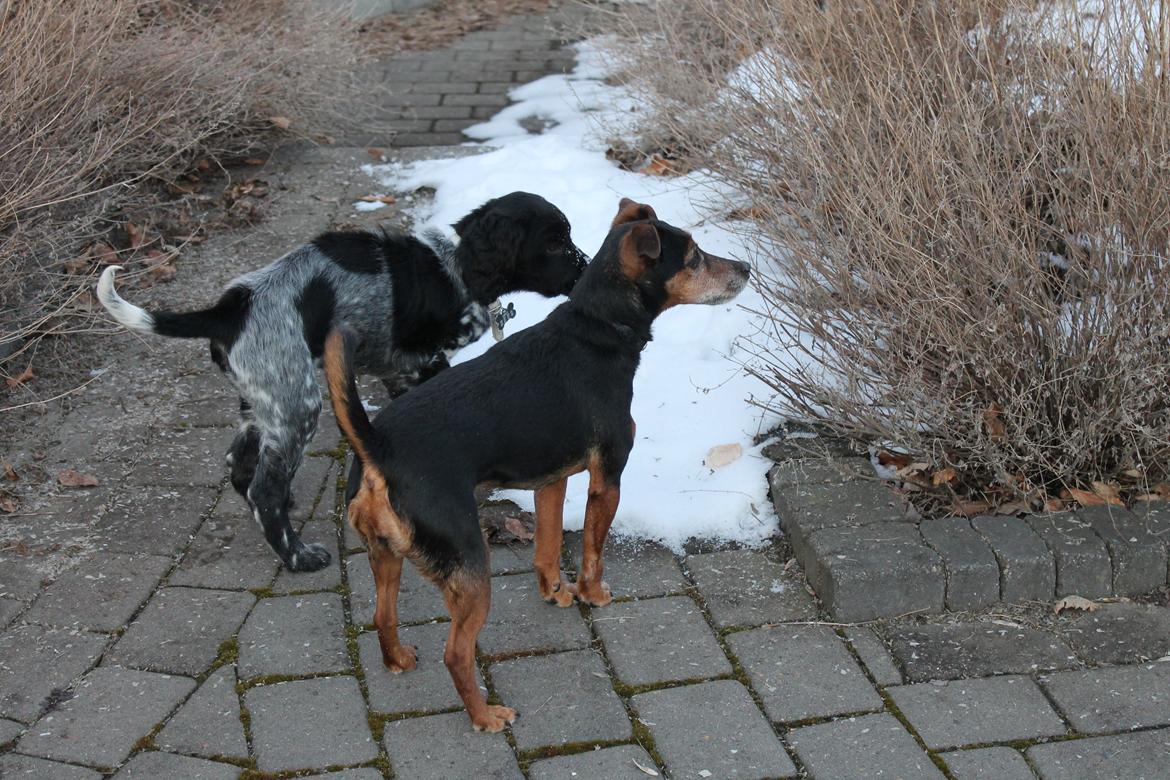 Blanding af racer Speedy billede 16