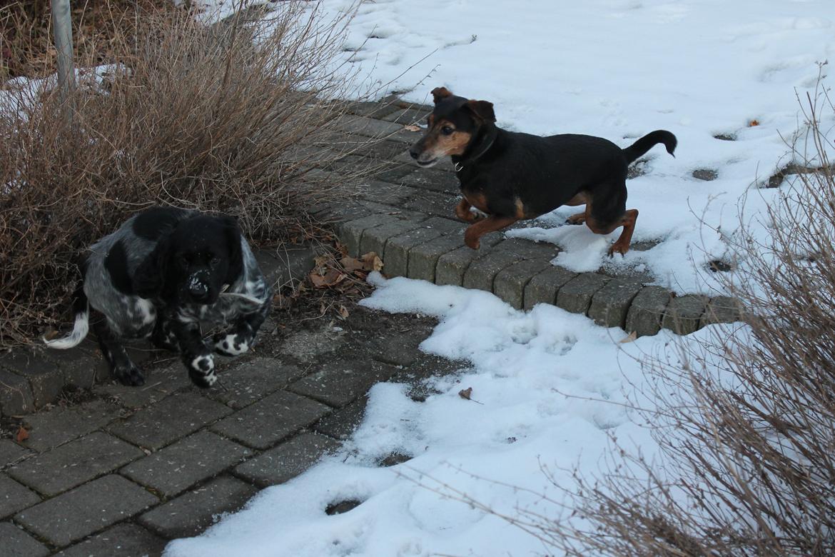Blanding af racer Speedy - Selv om man er ved at være en gammel dame, så kan man godt lege lidt ;) billede 17