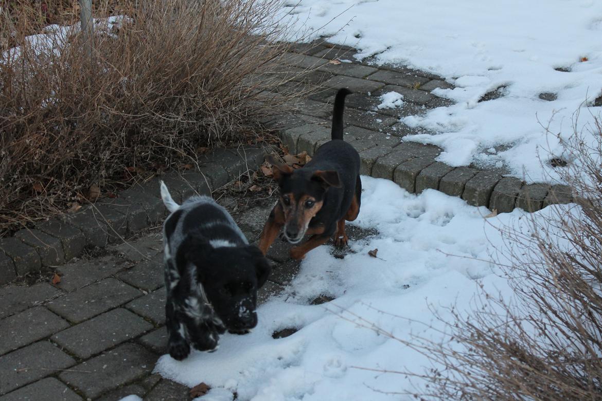 Blanding af racer Speedy billede 18