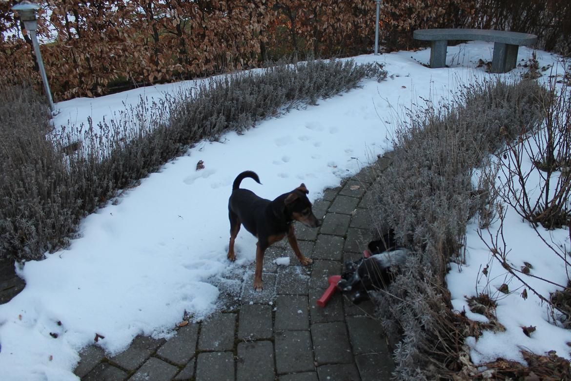 Blanding af racer Speedy billede 19