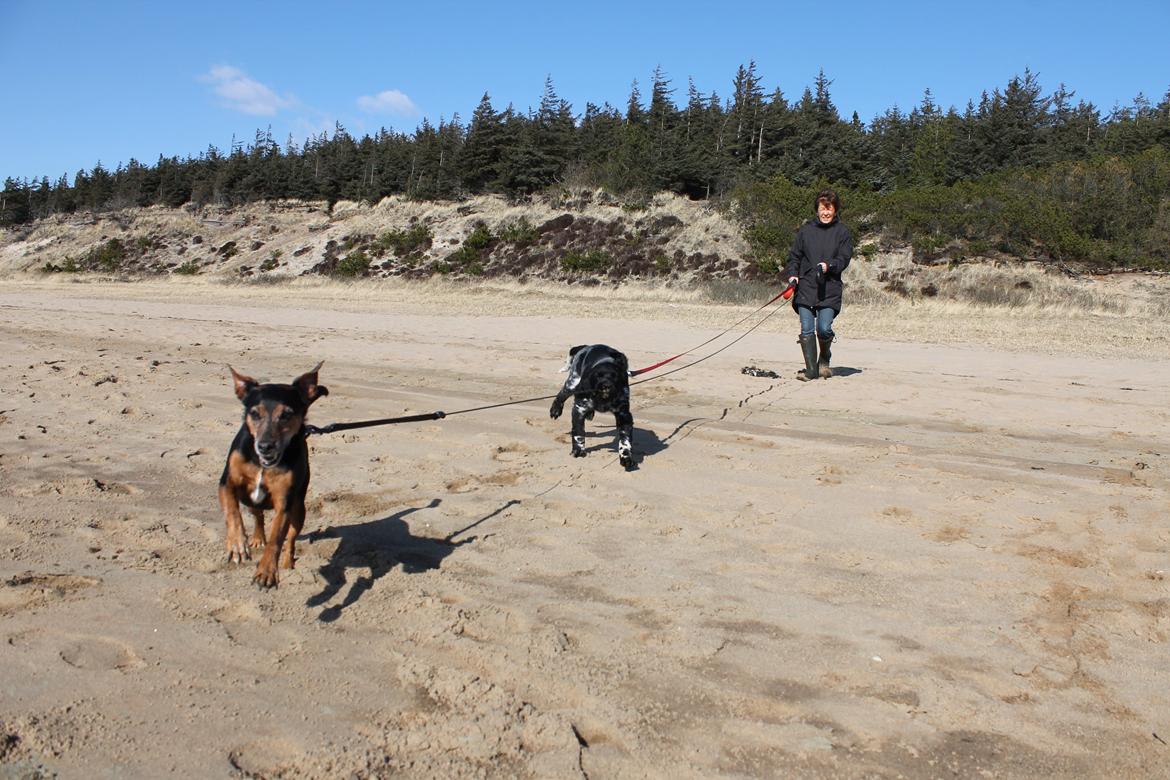 Blanding af racer Speedy - Speedy og Chili i hopla:) billede 20