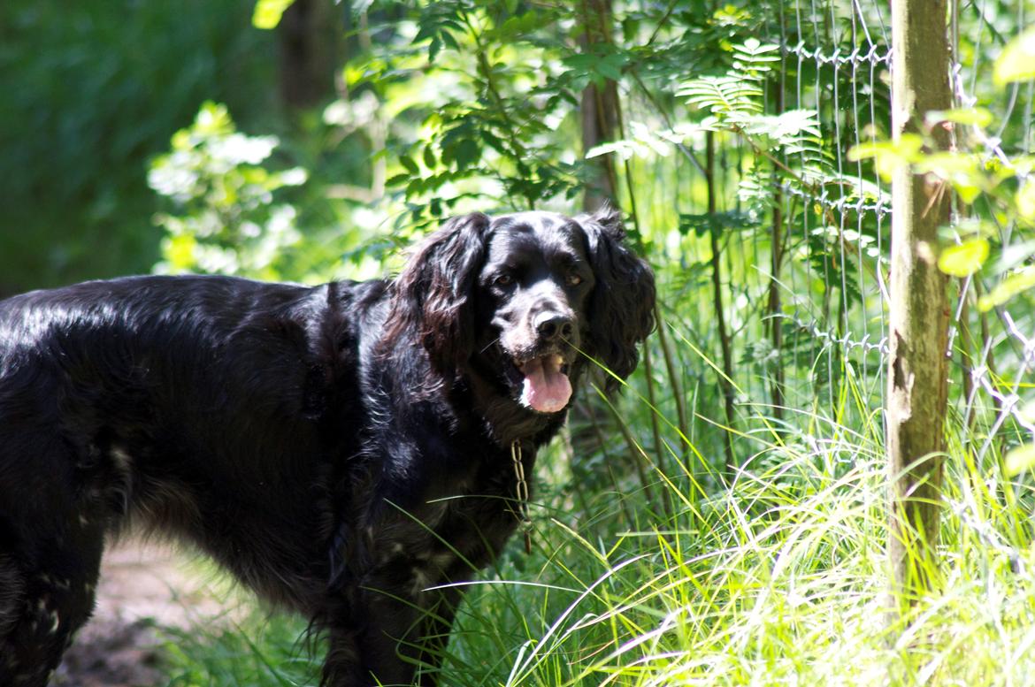 Grosser Münsterländer Chili.. Hvil i fred min pige. billede 16