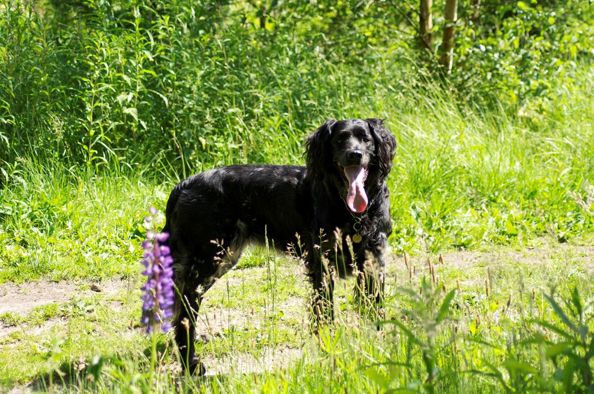 Grosser Münsterländer Chili.. Hvil i fred min pige. billede 18