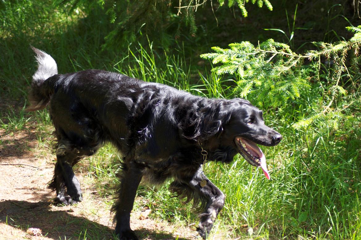 Grosser Münsterländer Chili.. Hvil i fred min pige. billede 19