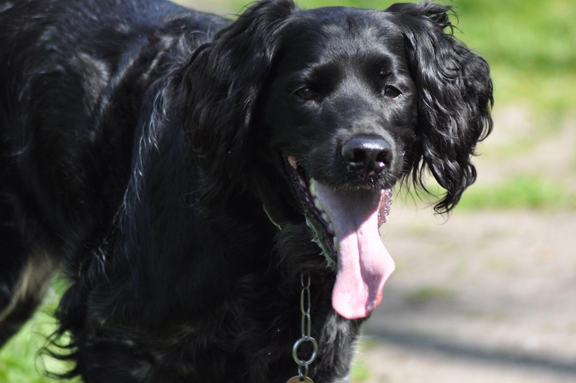 Grosser Münsterländer Chili.. Hvil i fred min pige. billede 20