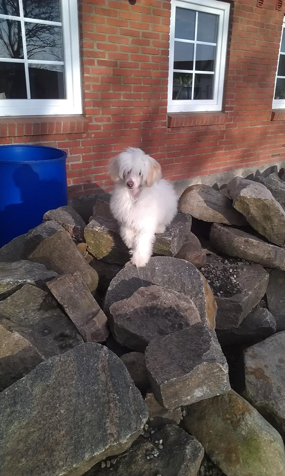 Chinese crested powder puff Bai billede 1