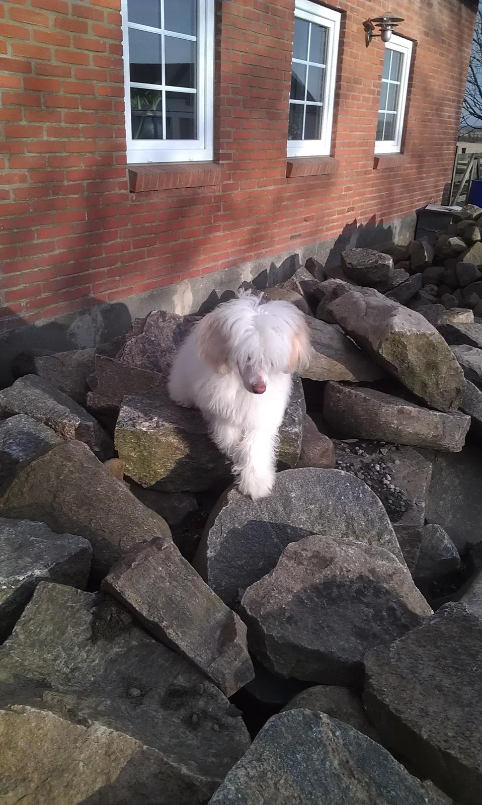 Chinese crested powder puff Bai billede 2