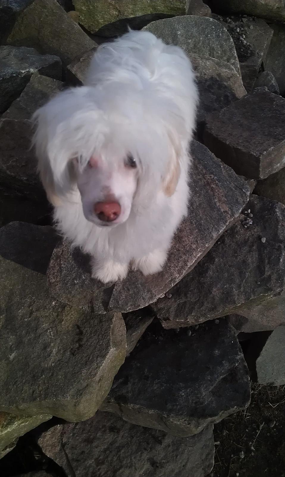 Chinese crested powder puff Bai billede 3