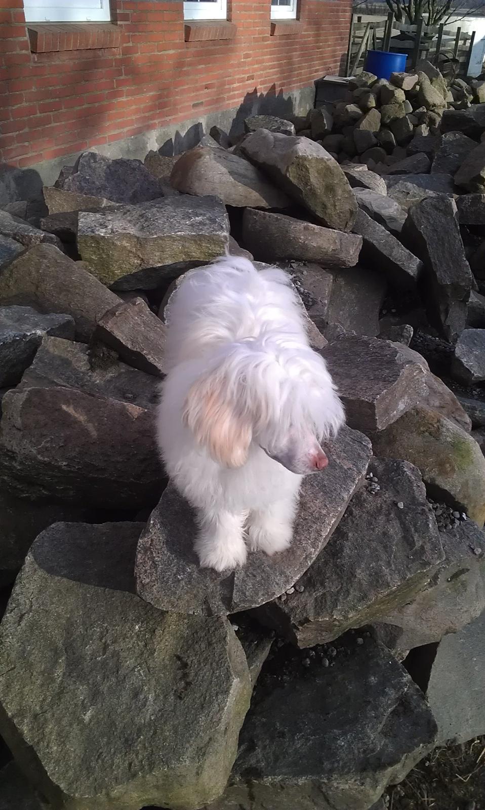 Chinese crested powder puff Bai billede 4