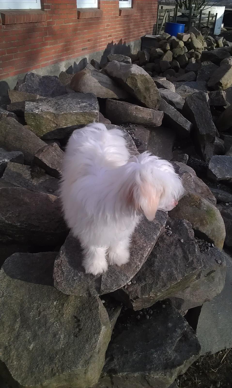 Chinese crested powder puff Bai billede 5